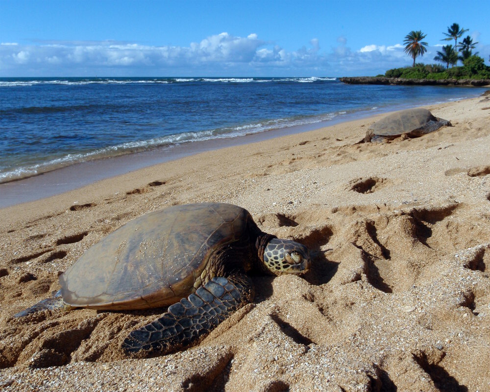 La tortue de mer verte rejoint la plage pour y pondre ses oeufs