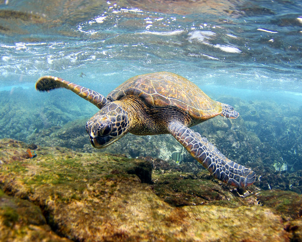 La tortue de mer verte, comme son nom l'indique, présente une couleur dominante verdâtre mais également parfois brunâtre La tortue de mer verte, comme son nom l'indique, présente une couleur dominante verdâtre mais également parfois brunâtre