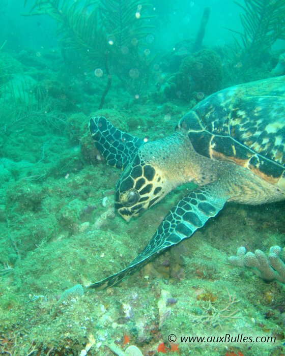 Gros plan sur la tortue imbriquée