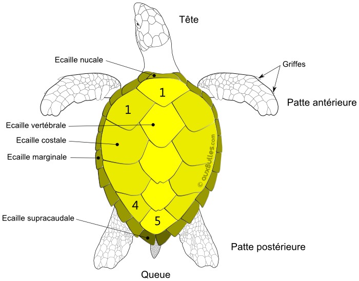 Ecailles de la dossière de la carapace de la tortue imbriquée