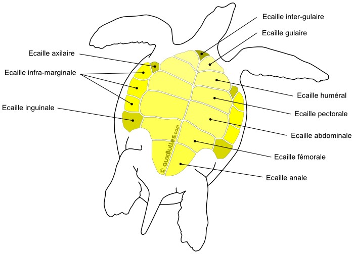 Ecailles du plastron de la carapace de la tortue imbriquée