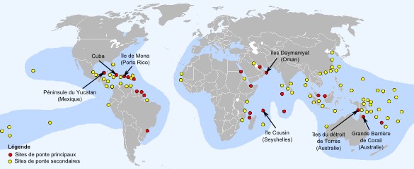 Répartition géograpique et sites de ponte de la tortue imbriquée