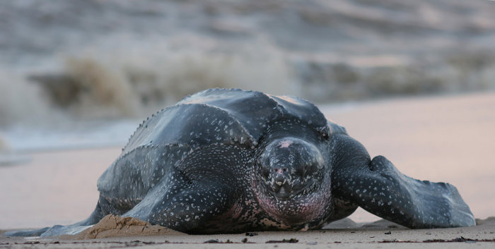 La plus imposante des tortues marines : la tortue luth !