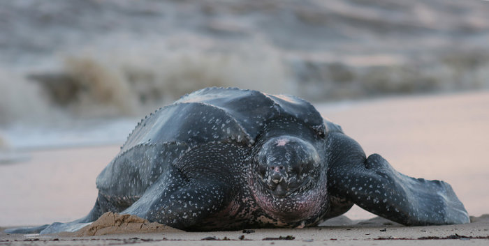 La plus imposante des tortues marines : la tortue luth ! La plus imposante des tortues marines : la tortue luth !
