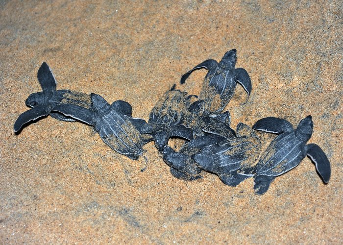 Des bébés tortues luth à la sortie du nid après l'éclosion des oeufs Des bébés tortues luth à la sortie du nid après l'éclosion des oeufs