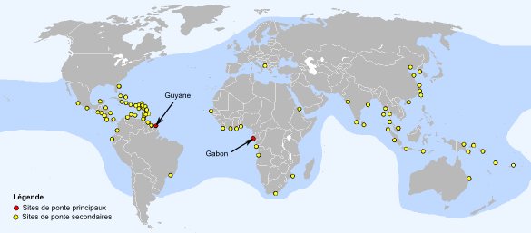 Répartition géograpique et sites de ponte de la tortue luth