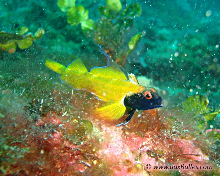 The black-faced blenny has an elongated, slender body topped with three dorsal fins.