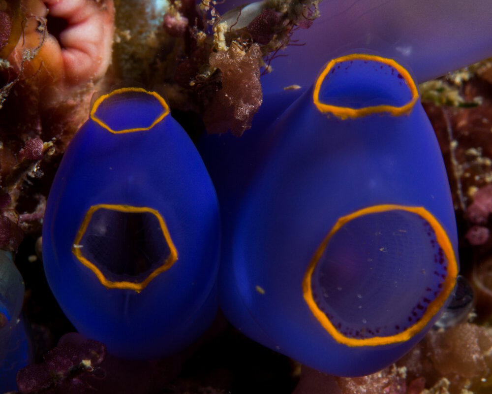 L'ascidie bleue (Rhopalaea fusca)