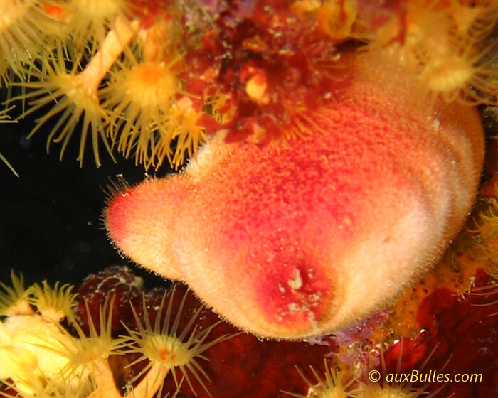 L'ascidie rouge, présente en mer Méditerranée, fait partie de l'embranchement des tuniciers L'ascidie rouge, présente en mer Méditerranée, fait partie de l'embranchement des tuniciers