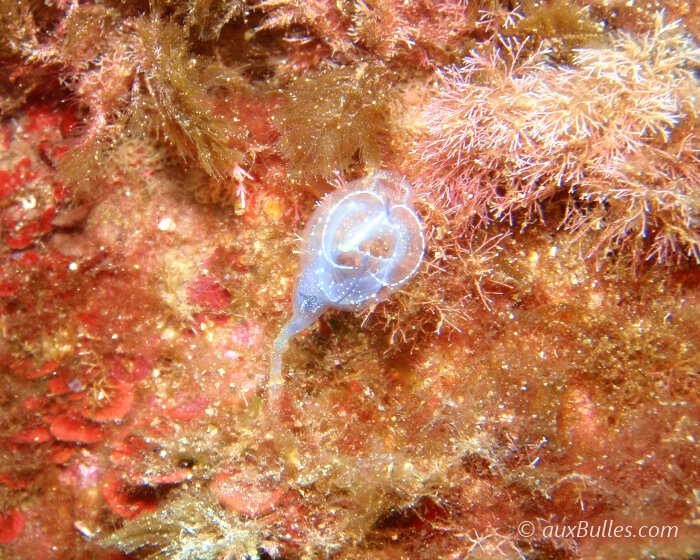 Souvent isolée, la claveline bleutée de Méditerranée s'en trouve que plus difficile à dénicher même avec sa taille plus imposante ! Souvent isolée, la claveline bleutée de Méditerranée s'en trouve que plus difficile à dénicher même avec sa taille plus imposante !