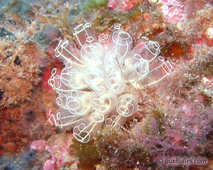 La claveline se caractérise par une enveloppe translucide dont la forme tubulaire est mise en valeur par la présence d'anneaux et de lignes longitudinales d'un blanc très vif !