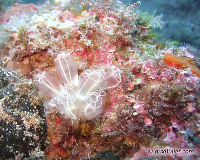 L'enveloppe translucide de la claveline est également soulignée par la présence de 2 lignes longitudinales de couleur blanche et diamétralement opposées.