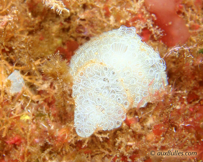 La claveline se dresse sur les parois rocheuses en petite colonie de plusieurs individus qui forment des grappes de clochettes translucides !