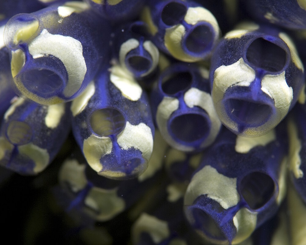 La claveline peinte (Clavelina picta)