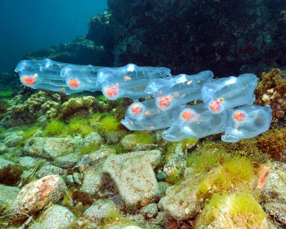 The giant salp (Salpa maxima) The giant salp (Salpa maxima)