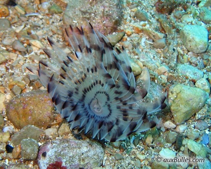 La sabelle paon (Sabella pavonina) La sabelle paon (Sabella pavonina)