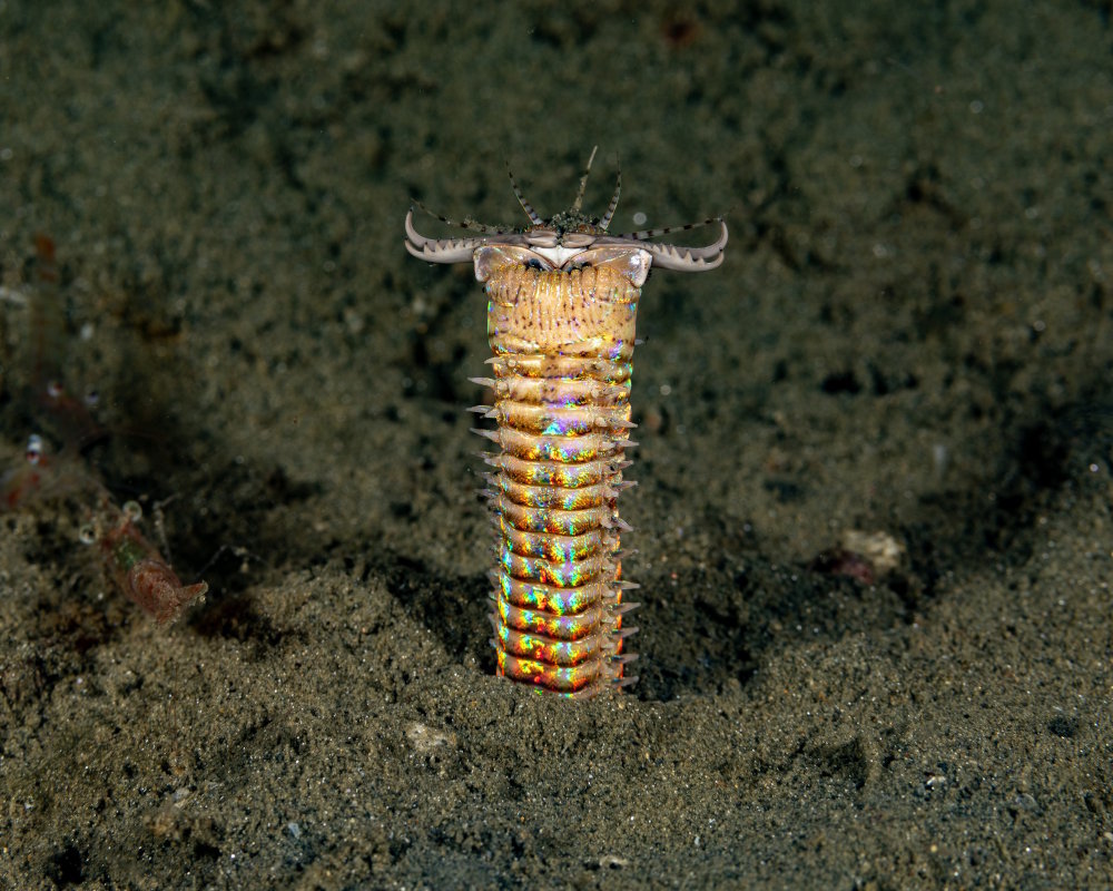 Le ver Bobbit (Eunice aphroditois)