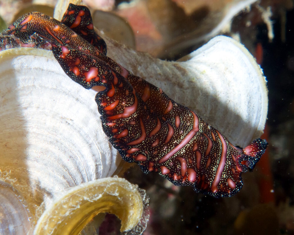 The persian carpet flatworm (Pseudobiceros bedfordi) The persian carpet flatworm (Pseudobiceros bedfordi)