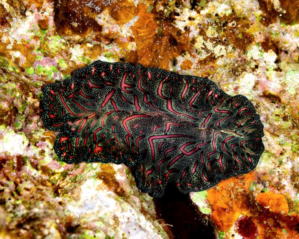 The persian carpet flatworm (Pseudobiceros bedfordi)