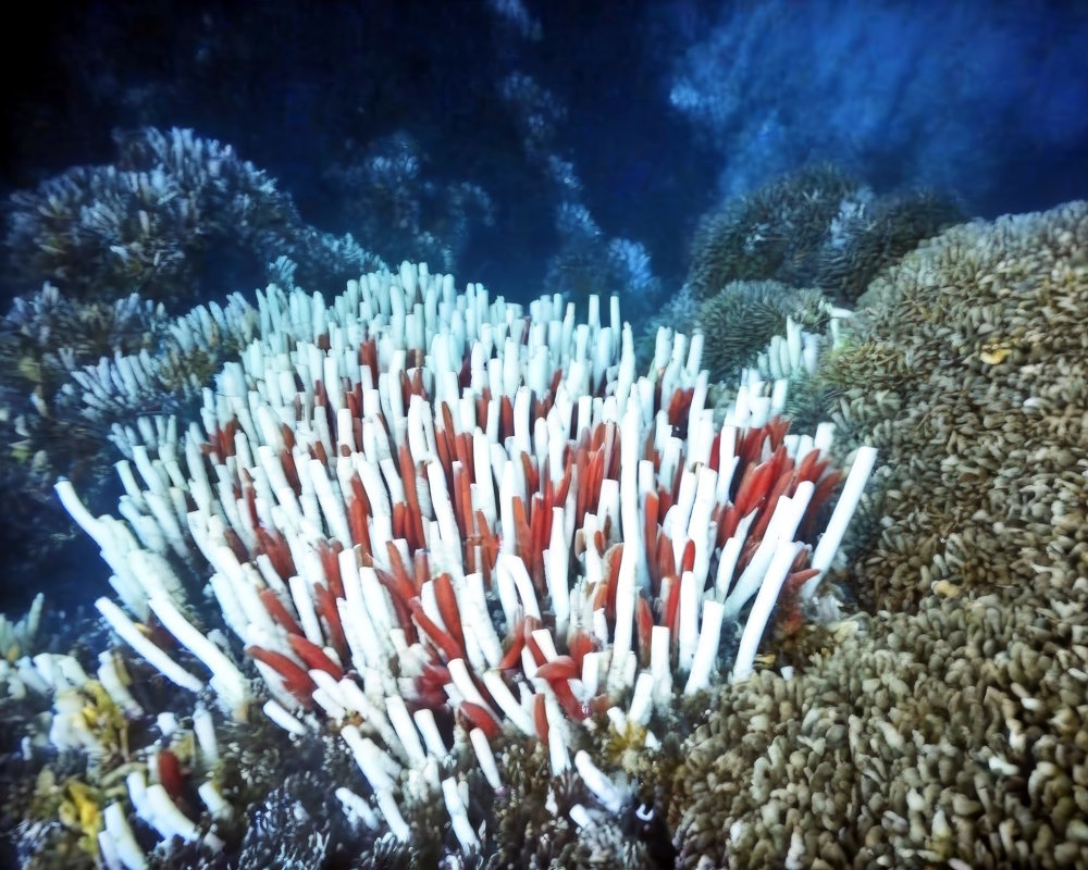 The giant tube worm (Riftia pachyptila)