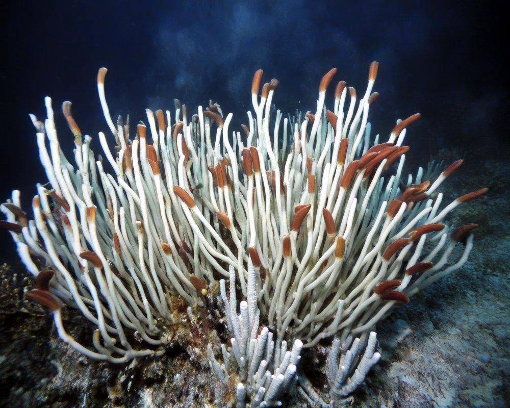 The giant tube worm (Riftia pachyptila)