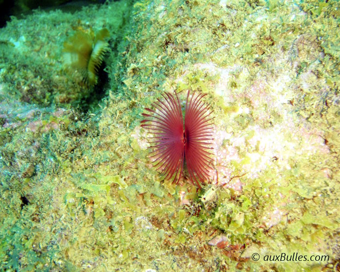 Vous pouvez observer deux sabelles fendues de couleur totalement différente, l'une au premier plan de couleur pourpre et la seconde en arrière plan sur la gauche ! Vous pouvez observer deux sabelles fendues de couleur totalement différente, l'une au premier plan de couleur pourpre et la seconde en arrière plan sur la gauche !