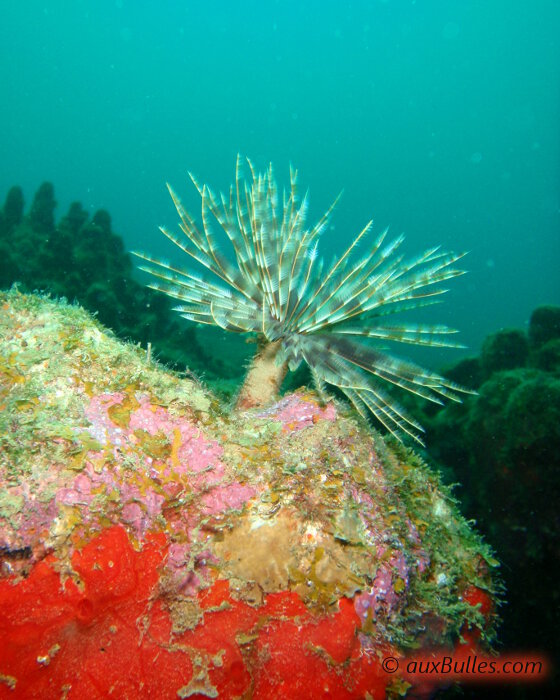 La sabelle magnifique (Sabellastarte magnifica)