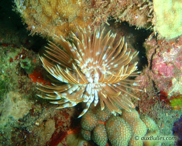La sabelle magnifique (Sabellastarte magnifica)
