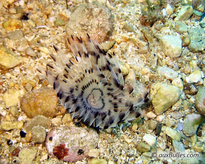 La sabelle paon (Sabella pavonina)