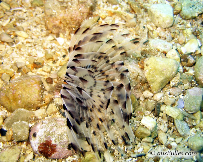 La sabelle paon (Sabella pavonina)