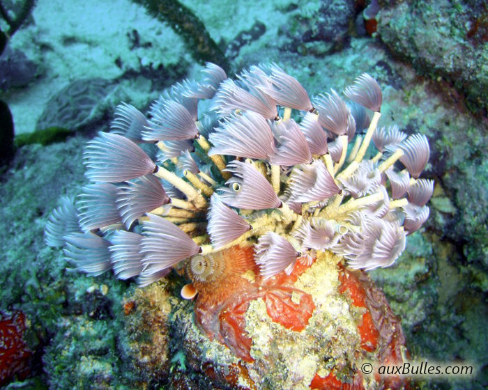 La sabelle sociale (Bispira brunnea)