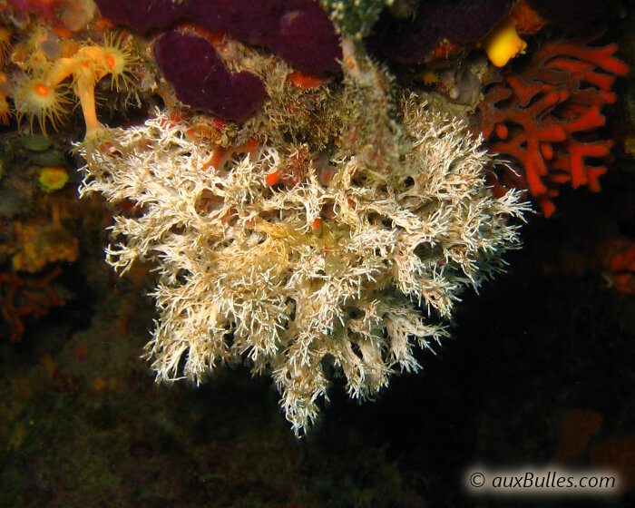 La salmacine (Filograna implexa) La salmacine (Filograna implexa)