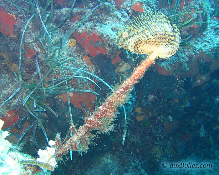 Le spirographe (Sabella spallanzanii)