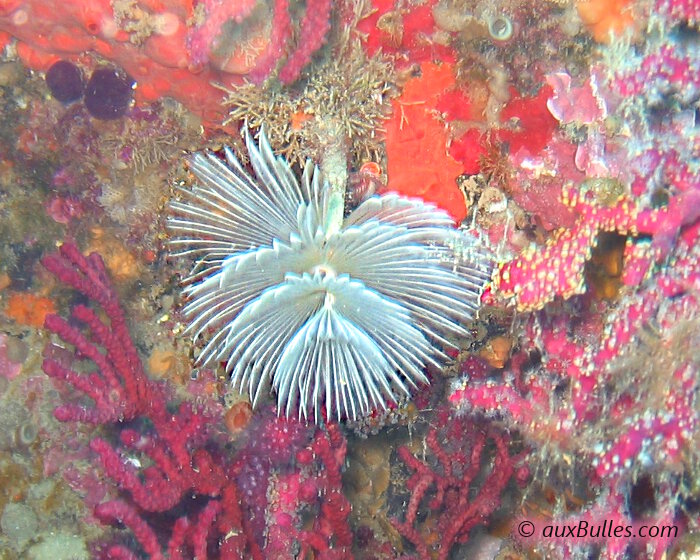 Le spirographe (Sabella spallanzanii) avec un panache blanc