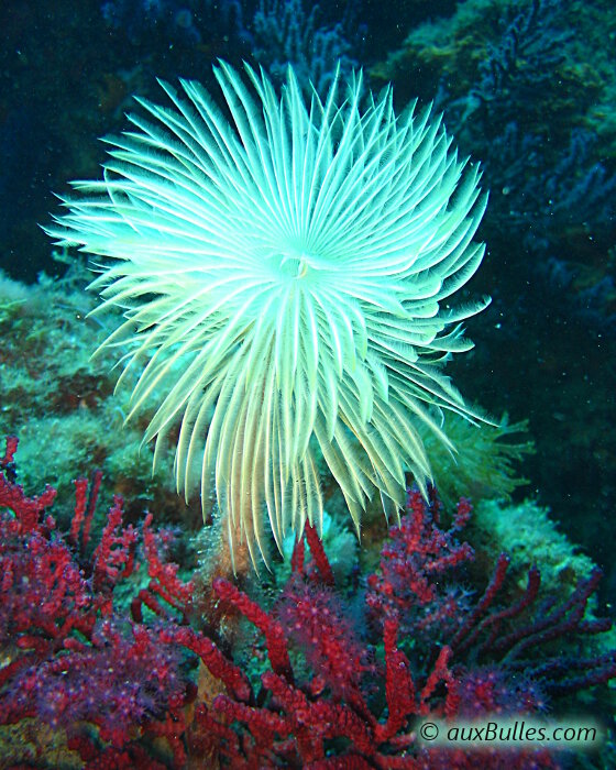 Le spirographe (Sabella spallanzanii) avec un panache blanc