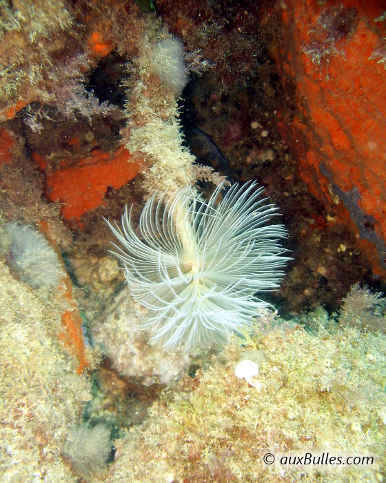 Le spirographe (Sabella spallanzanii) avec un panache blanc
