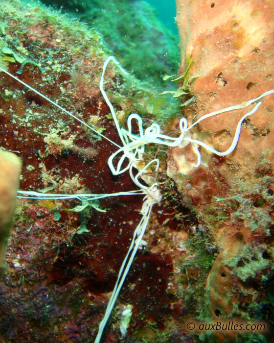 La térébelle spaghetti (Eupolymnia crassicornis)