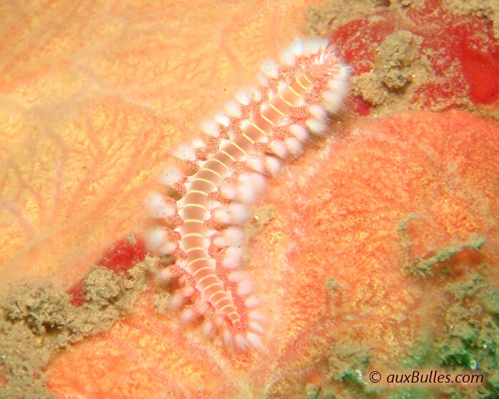 Le ver de feu (Hermodice carunculata)