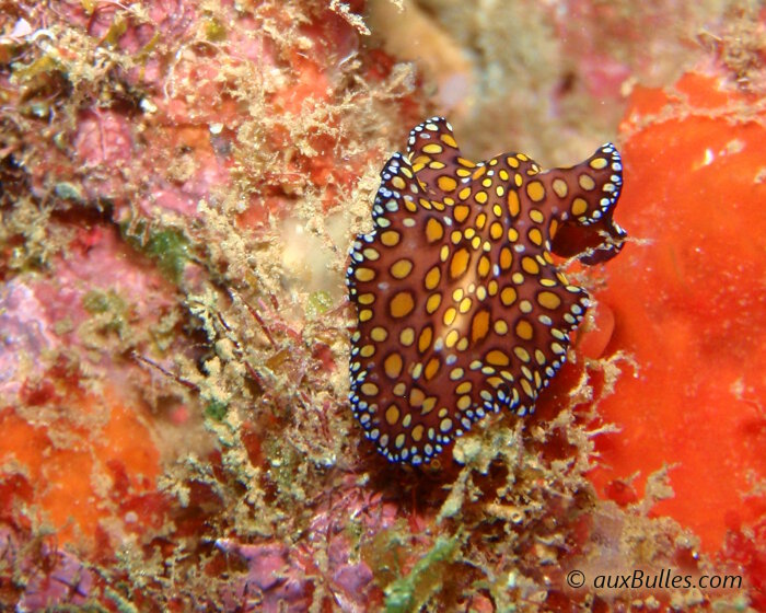 Le ver plat léopard (Euplanoida pardalis)
