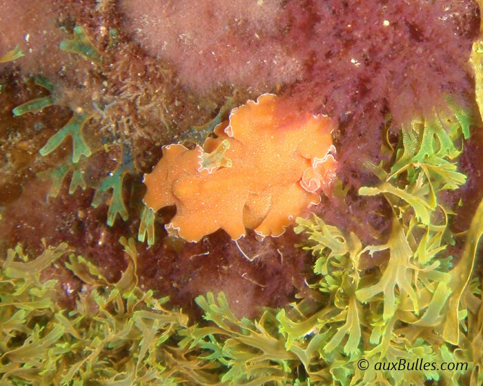 Le ver plat orange (Yungia aurantiaca)