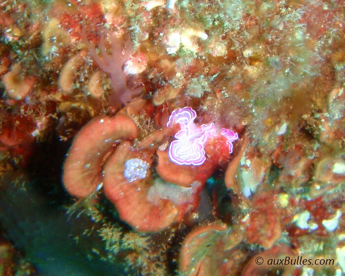Le ver plat rose (Prostheceraeus roseus)