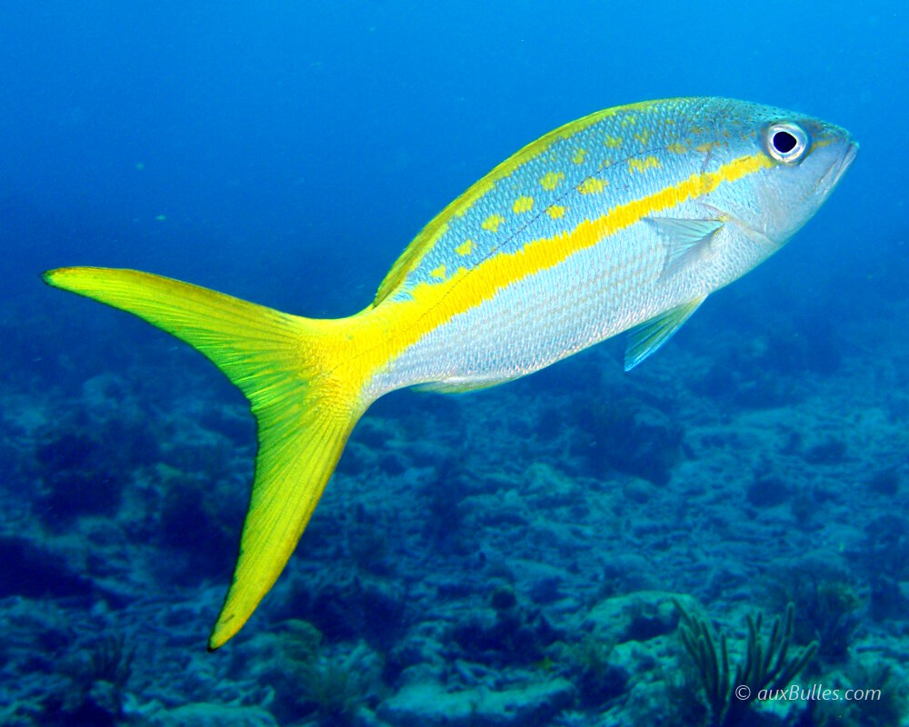The yellowtail snapper is recognizable by its yellow band that runs along its entire body ! The yellowtail snapper is recognizable by its yellow band that runs along its entire body !