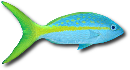 The yellowtail snapper (Ocyurus chrysurus) The yellowtail snapper (Ocyurus chrysurus)