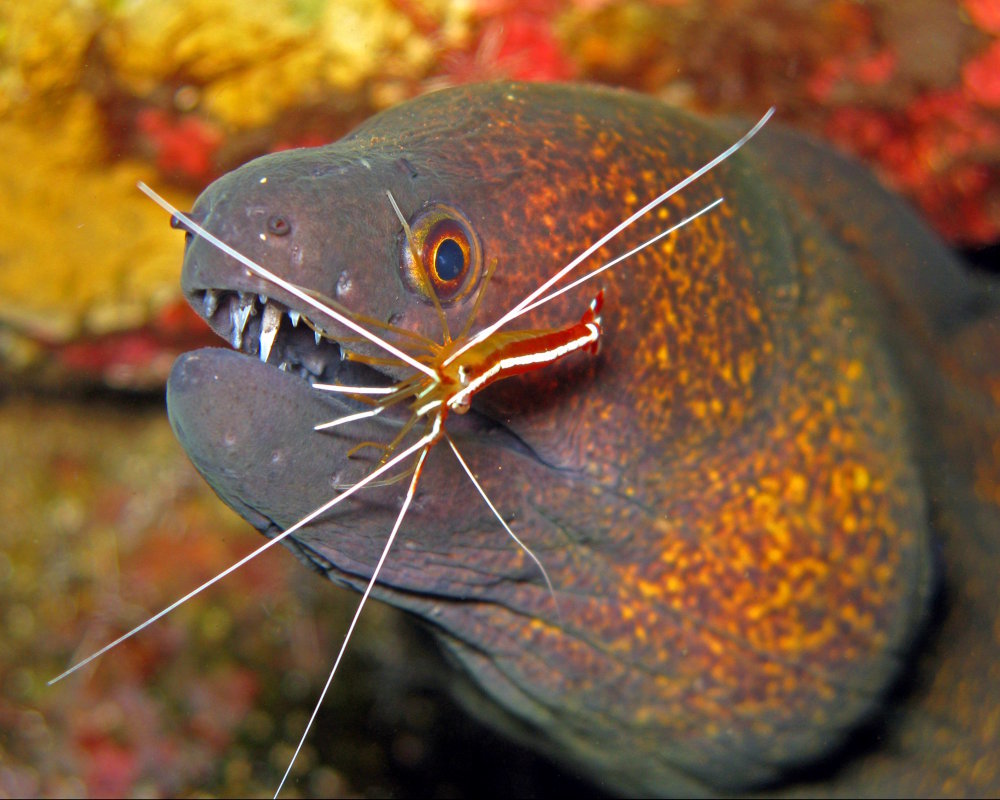 Une murène à liseré jaune (Gymnothorax flavimarginatus) se laisse nettoyer par une crevette nettoyeuse d'Amboine (Lysmata amboinensis)