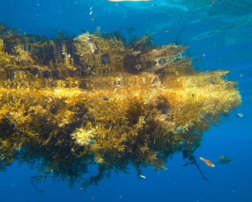 Un banc d'algues brunes, des sargasses, flottant en surface constitue un véritable refuge naturel pour de nombreuses espèces marines Un banc d'algues brunes, des sargasses, flottant en surface constitue un véritable refuge naturel pour de nombreuses espèces marines