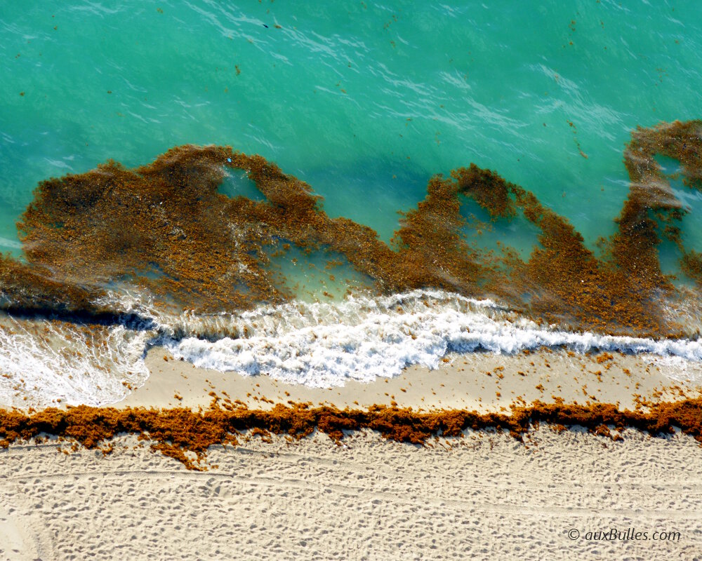 Une invasion d'algues brunes sur les plages de la Floride Une invasion d'algues brunes sur les plages de la Floride