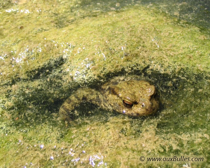 Les amphibiens avec le crapaud commun