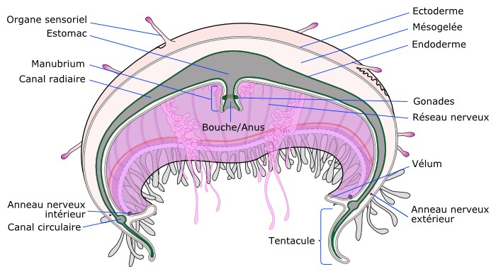 L'anatomie d'une méduse