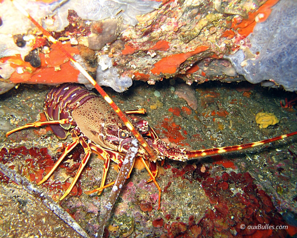 La langouste, un arthropode de la classe des crustacés La langouste, un arthropode de la classe des crustacés