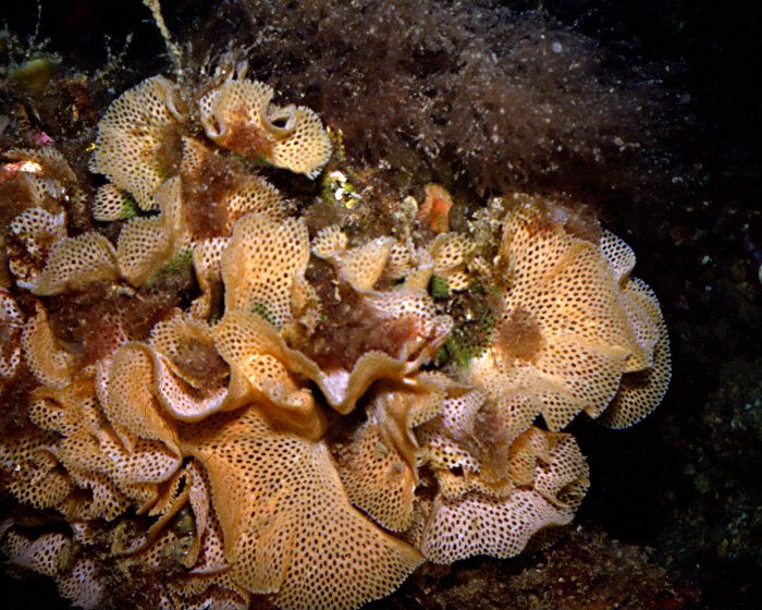 La dentelle de Neptune doit son nom à la forme de sa colonie !